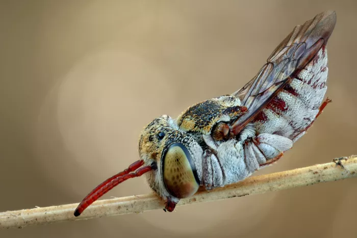 Karlinsky, Miron: Abeja cuco