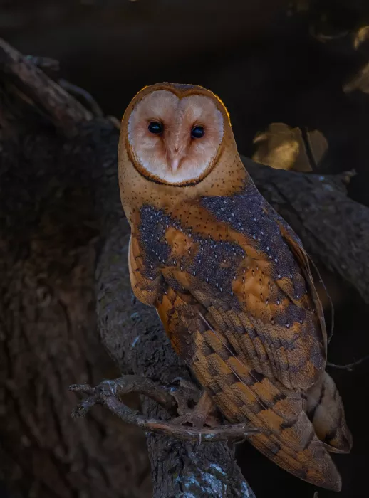 Huang, Johnson: Barn owl