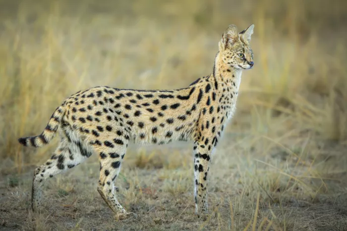 Sink, C. Jeffrey: The fragile beauty of the African Serval