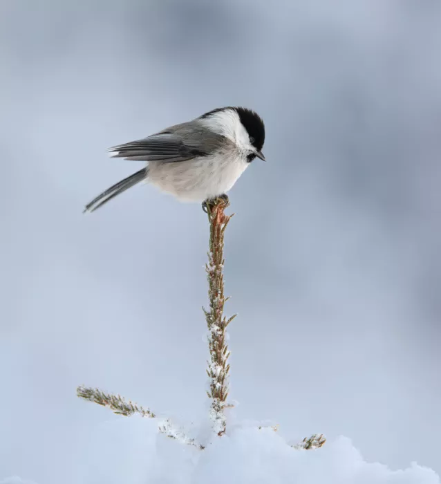Engström, Erik: Carbonero palustre en invierno