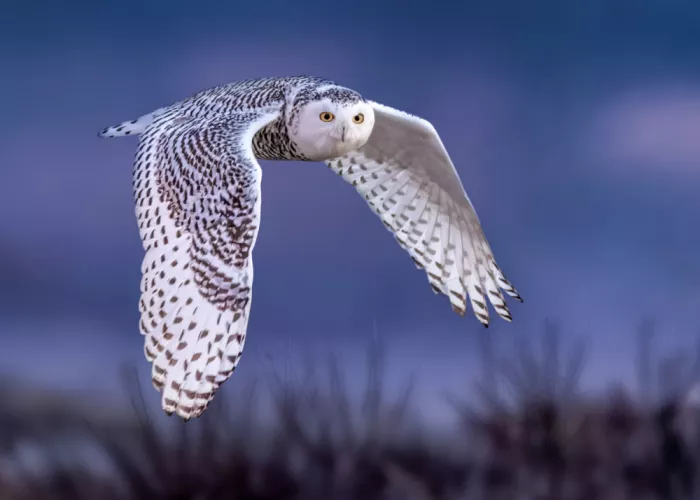 Gu, Zeren: Arctic Raptor in Motion