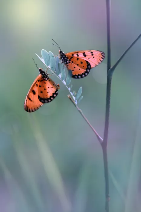 Pamungkas, Edy: Romantische Schmetterlinge