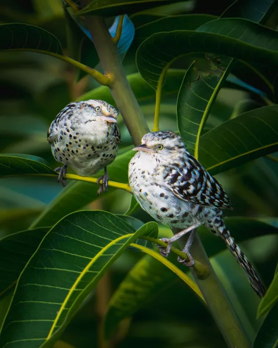 PEREZ, Lisandro: Stripe-backed Wren