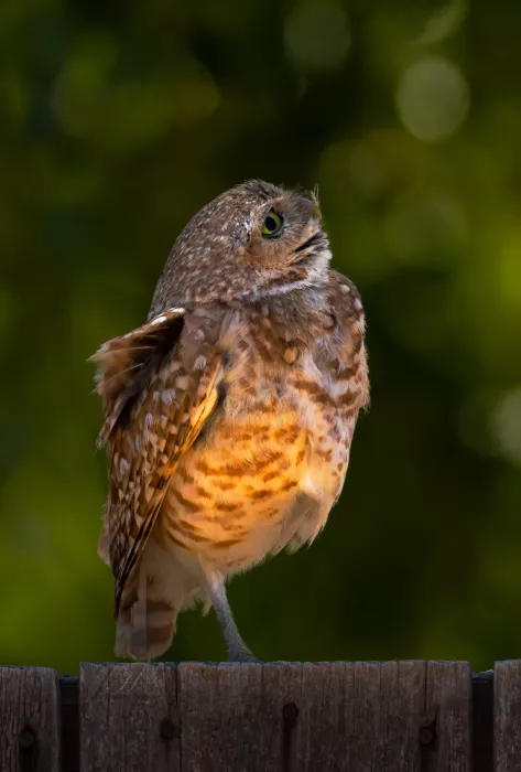 Huang, Johnson: Burrowing owl