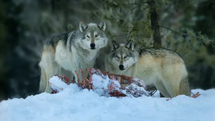 Luo, Dan: After the Hunt