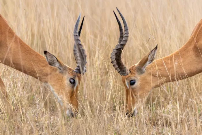 Haenen, Jeke: Impala