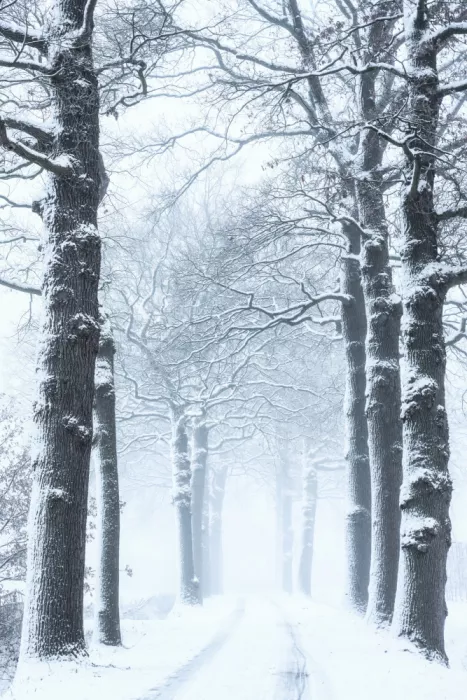 Lee, van Hilda: Querce in abito invernale