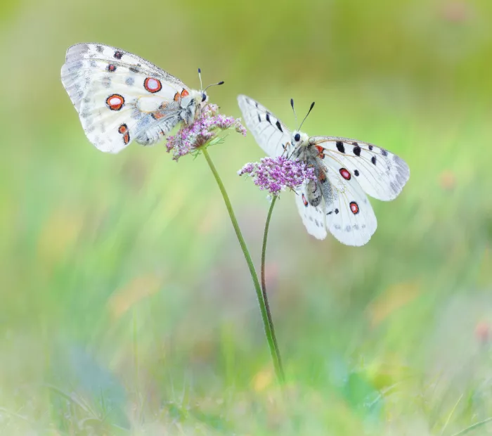 Barriuso, Carlos: Parnassius apollo