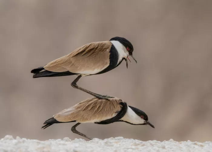 Procaccia, Itamar: Spur-winged Lapwing love