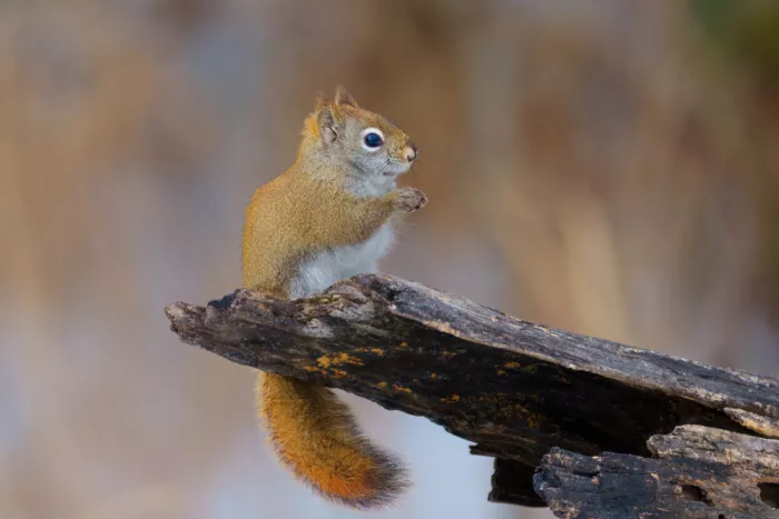 He, Mike: American Red Squirrel