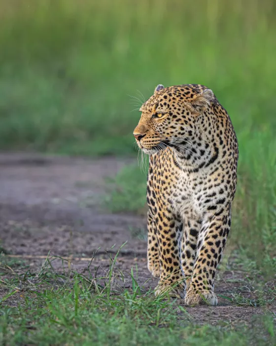 Bhatia, Yogesh: Beauty Of Masai Mara