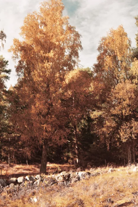 Sillen, Christina: Autunno Vintage