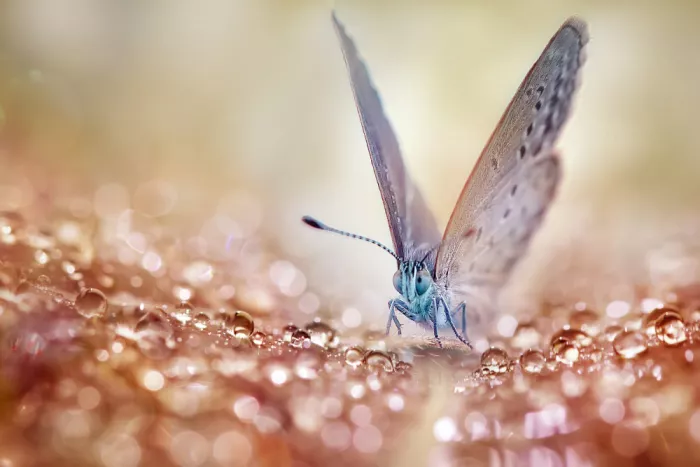 Maududdin, Fauzan: Schmetterling und der Kristalltau