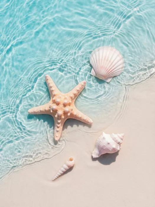 Magnusson, Andreas: Stelle marine e amici