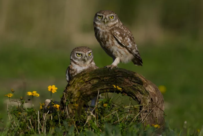 Manusevich, David: Little Owl Duo