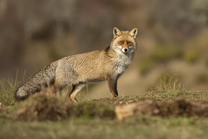 Curto, Jose: Red fox