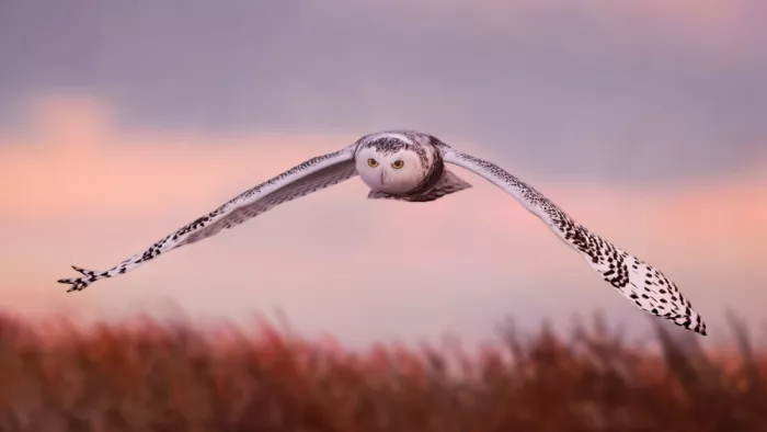 Gu, Zeren: Dusk Wings