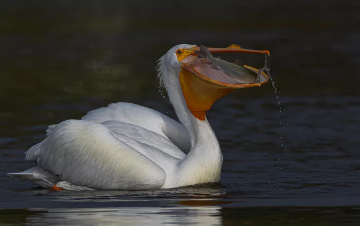 Huang, Johnson: Pelican and fis