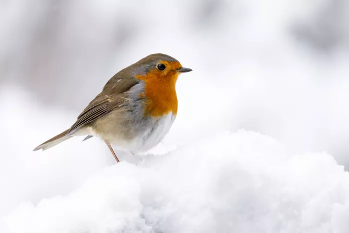 Keizer, Annie: Robin in a snowworld!