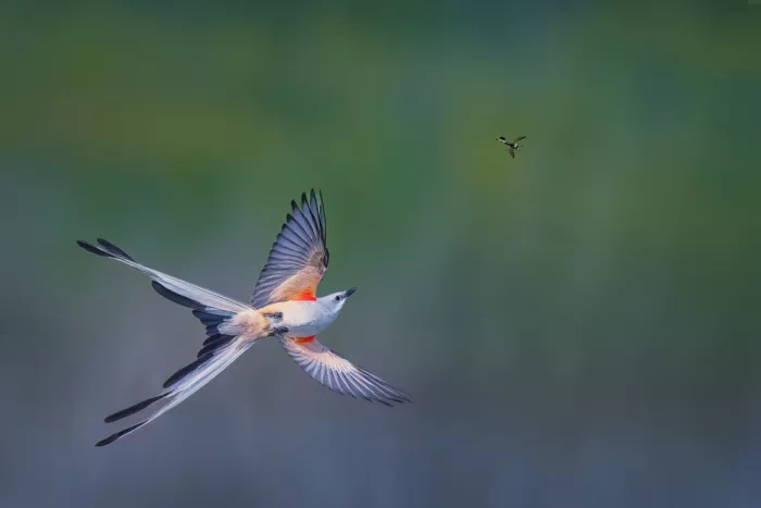 Zhao, Qing: Mid-Air Pursuitl
