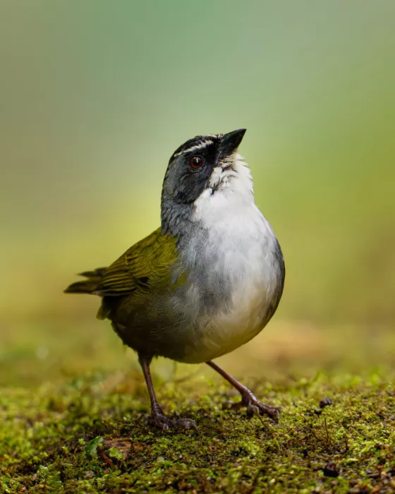 PEREZ, Lisandro: Grey-browed Brush-Finch