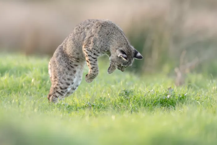 Wang, Victor: Bobcat en chasse