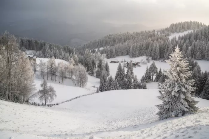 Selagea, Andreea: Winter wanderland