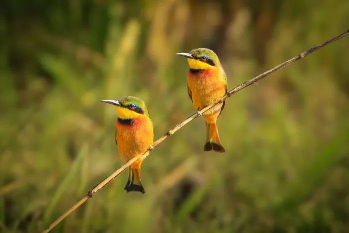 Sink, C. Jeffrey: The beauty of the Bee Eater
