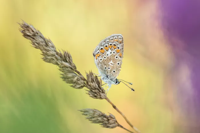 Kralik, Rostislav: Polyommatus icarus