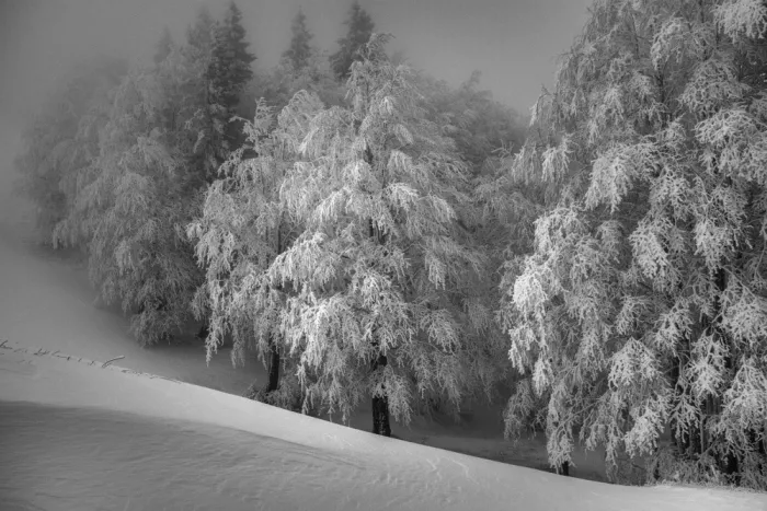 Klabus, Aleš: Neve intatta