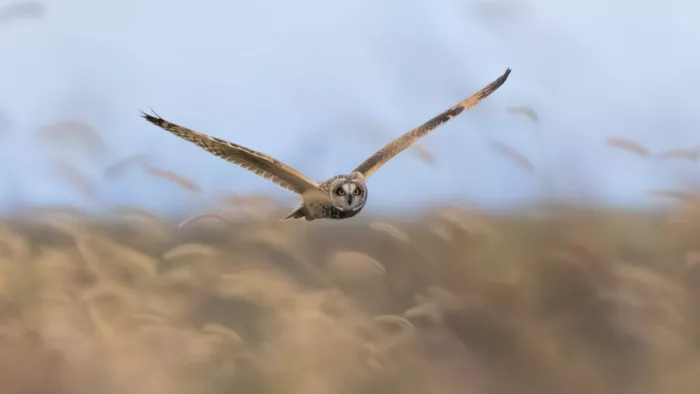 Zuo, Jun: Sumpfohreule im Flug