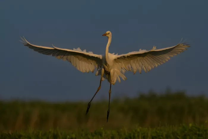 Li, Rob: Danse au coucher du soleil