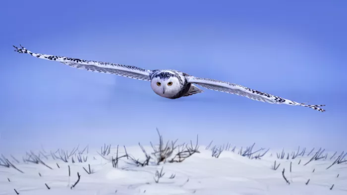 Gu, Zeren: Snowy Owl Approaching