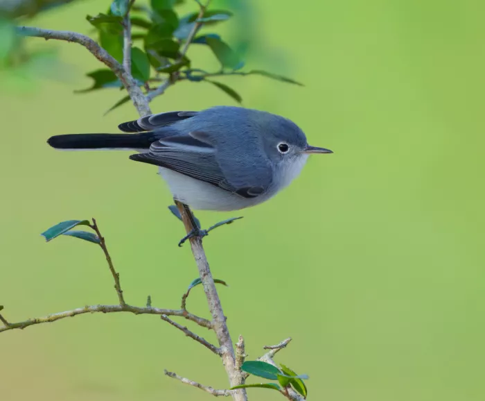 He, Mike: Blue-gray Gnatcatcher