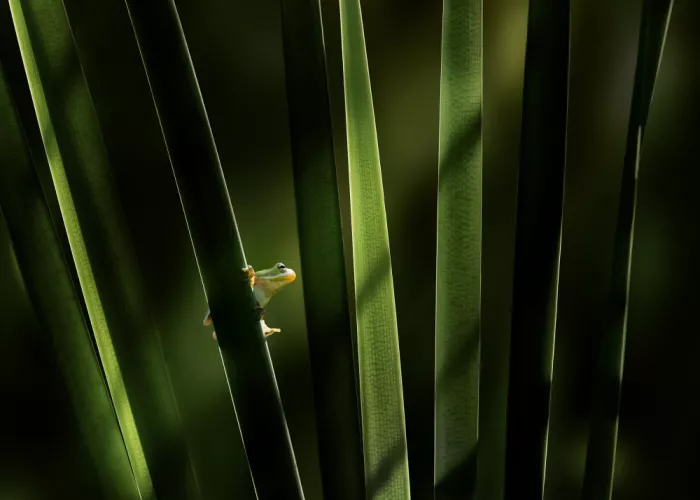 Zhao, Qing: Between the Leaves
