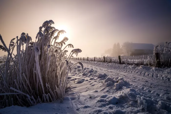 Jansen, Arne: Goldener Frost