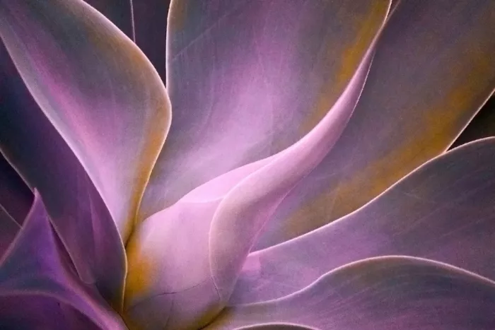 Wechsler, Robin: Abstracción de hoja de agave en invierno