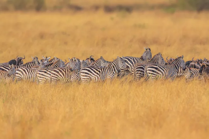 Sink, C. Jeffrey: Zebras in the golden light of sunset