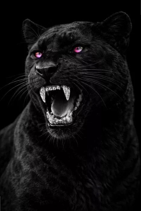 George, Josie: roaring leopard, luxury animal photography,exotic precious