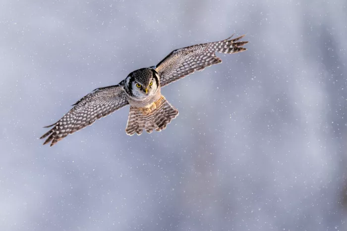 Zuo, Jun: Jagd im Schnee