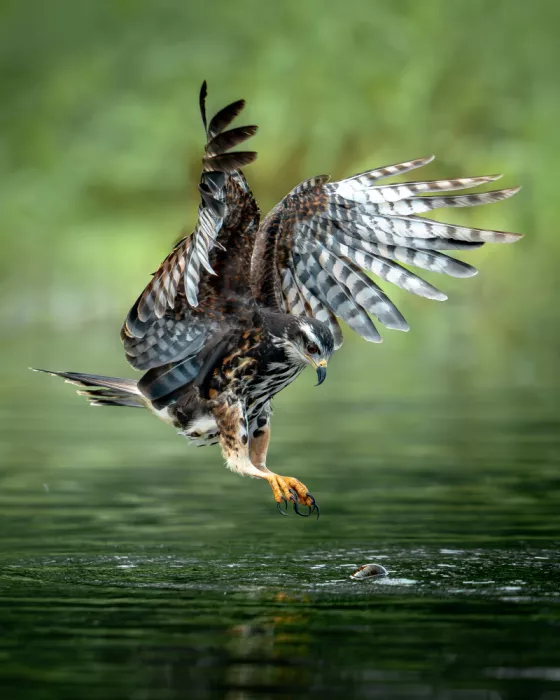 PEREZ, Lisandro: The Snail Kite