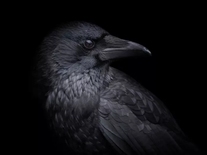 Guillemot, Mathilde: Corvus Corone - Carrion Crow