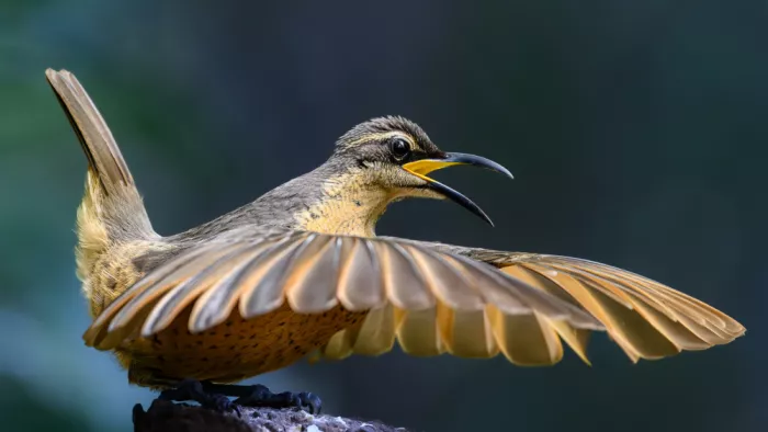 Yu, Zhen James: Pequeño pájaro cubriéndose la nariz