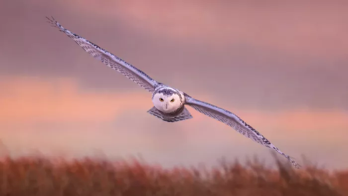 Gu, Zeren: Dawn Patrol