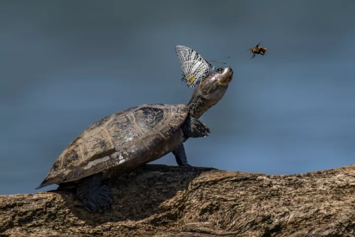 Tsui, Hung: South American Side-necked Turtle