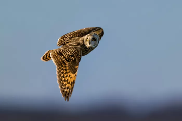 Zuo, Jun: Sumpfohreule im Flug