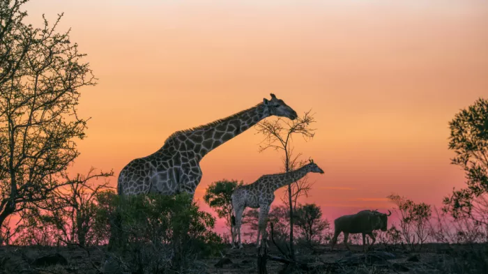 Helsen, Eddy: Krugerpark