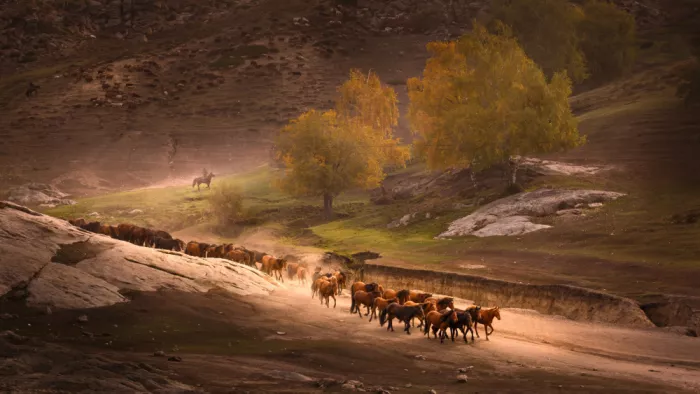 Zhang, Dennis: Path of the Herd