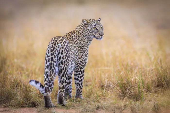 Sink, C. Jeffrey: The sublime beauty of the leopard