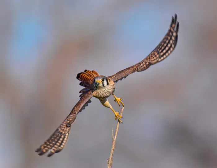 He, Mike: Taking-Off